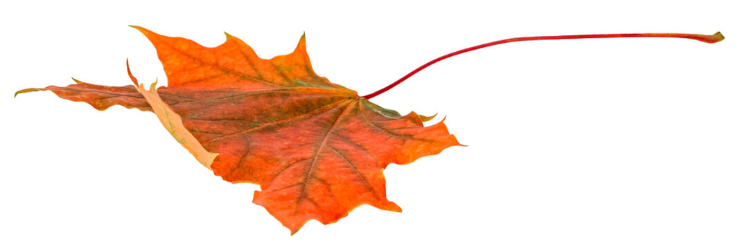 Maple leaf isolated on a transparent background. Dry orange maple leaf.