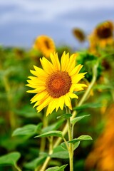 Beautiful yellow flower in a summer scenery. Sunflower head on a blurred natural background. Photo with a shallow depth of field. - 627226955