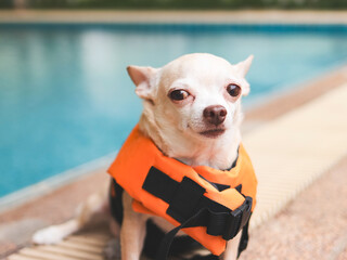 brown short hair chihuahua dog wearing orange life jacket or life vest sitting by swimming poo looking at camera. Baywatch dog. Pet Water Safety. traveling with pet.