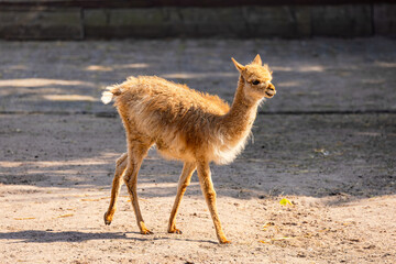 A young Vinkunja new world camel walks on the ground in a zoo