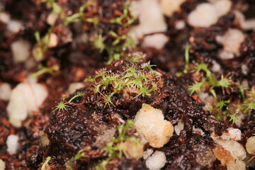 drosera spatulata plant macro photo