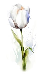simple pink tulip watercolor isolated on white background