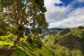 Green hills in Colombia