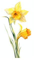 Fototapeta na wymiar daffodil watercolor isolated on white background