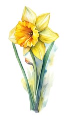 daffodil watercolor isolated on white background