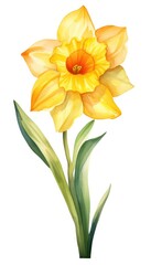 daffodil watercolor isolated on white background - obrazy, fototapety, plakaty