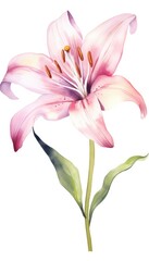 simple lily flower watercolor isolated on white background 