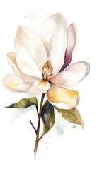 magnolia flower isolated on white