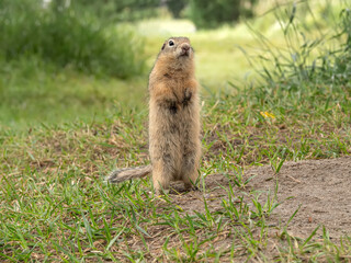 Prairie dog standing on its hind legs and looks up