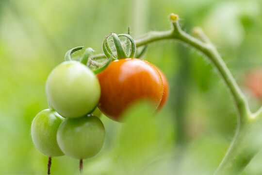 収穫間近のトマト