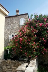 Red oleander bush by the wall of an old stone house, Old Budva, Montenegro