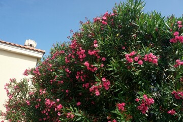Fototapeta na wymiar Red oleander bush by the wall of an old stone house, Old Budva, Montenegro