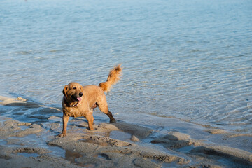 Portrait of a dog, retriever, orange color, playing on the ocean.