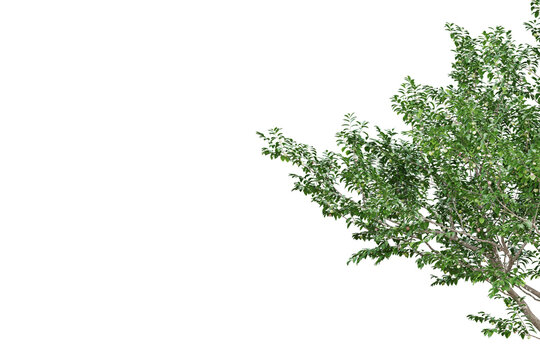 Branch and green leaves frame on transparent background, 3d render.