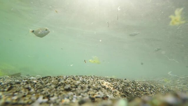 Oblades fishes swimming underwater in the beach
