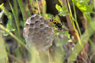 Feldwespe, Königin am Nest