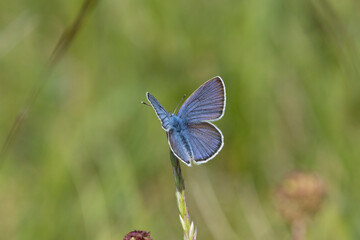 Hauhechel-Bläuling (Polyommatus icarus)