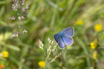 Hauhechel-Bläuling (Polyommatus icarus)