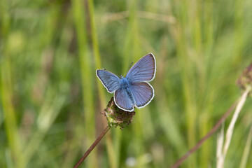 Hauhechel-Bläuling (Polyommatus icarus)