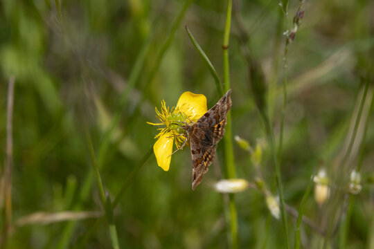 Braune Tageule.(Euclidia glyphica)