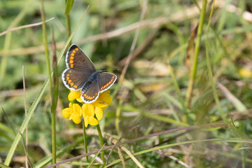 Kleine Sonnenröschen-Bläuling (Aricia agestis), auch Dunkelbrauner Bläuling oder Heidenwiesenbräunling