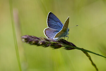 Hauhechel-Bläuling (Polyommatus icarus)
