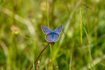 Hauhechel-Bläuling (Polyommatus icarus)
