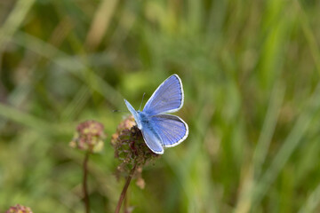Hauhechel-Bläuling (Polyommatus icarus)