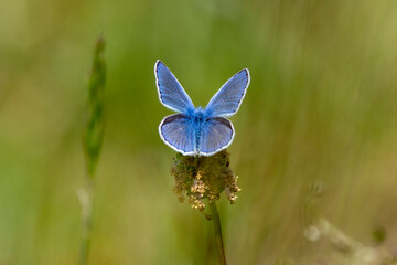 Hauhechel-Bläuling (Polyommatus icarus)