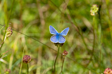 Hauhechel-Bläuling (Polyommatus icarus)