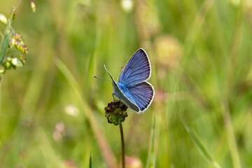 Hauhechel-Bläuling (Polyommatus icarus)