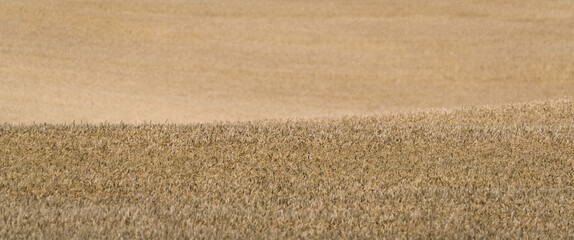 FARMLAND - Grain in the field ready for harvest