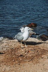 mesa, restaurante, cena, lentes, boda, interiors, mobiliario, alimento, de lujo, configuracion, habitaciones, cafes, silla, banquete, desayuno, casa, almuerzo, servilleta, barca, mar, acuático, pesca,