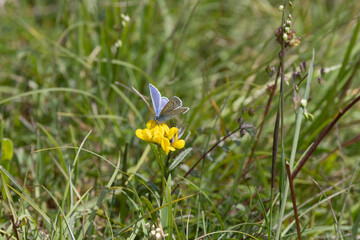 Hauhechel-Bläuling (Polyommatus icarus)