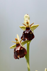 Hummel-Ragwurz (Ophrys holoserica)