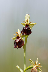 Hummel-Ragwurz (Ophrys holoserica)