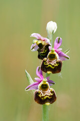 Hummel-Ragwurz (Ophrys holoserica)