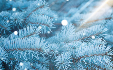 Beautiful green blue Fir Tree branches background with bokeh. Christmas and Winter concept. Soft focus.