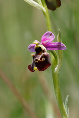 Hummel-Ragwurz (Ophrys holoserica)