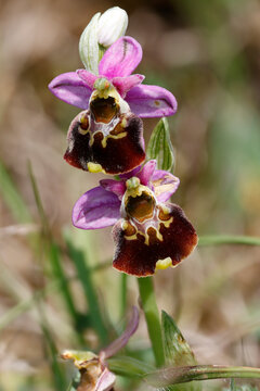 Hummel-Ragwurz (Ophrys holoserica)