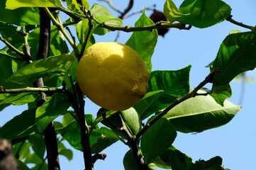 Frucht des Zitronenbaums