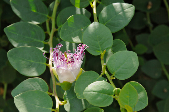 Kapernbl&uuml;te