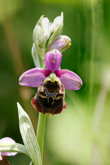 Hummel-Ragwurz (Ophrys holoserica)