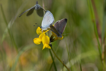Zwerg-Bläuling (Cupido minimus)