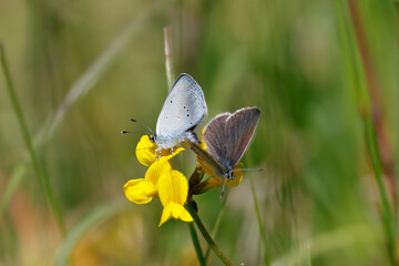 Zwerg-Bläuling (Cupido minimus)