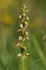 Ohnhorn (Orchis anthropophora)