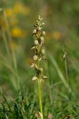Ohnhorn (Orchis anthropophora)