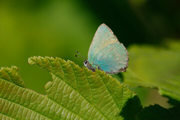Grüne Zipfelfalter (Callophrys rubi), auch Brombeer-Zipfelfalter