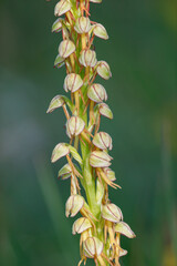 Ohnhorn (Orchis anthropophora)