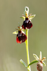 Hummel-Ragwurz (Ophrys holoserica) x Fliegen-Ragwurz Hybrid